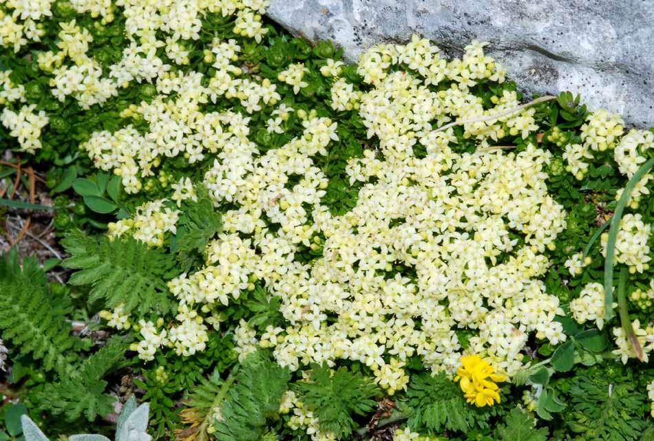 Piante interessanti dal P. Naz. D''Abruzzo